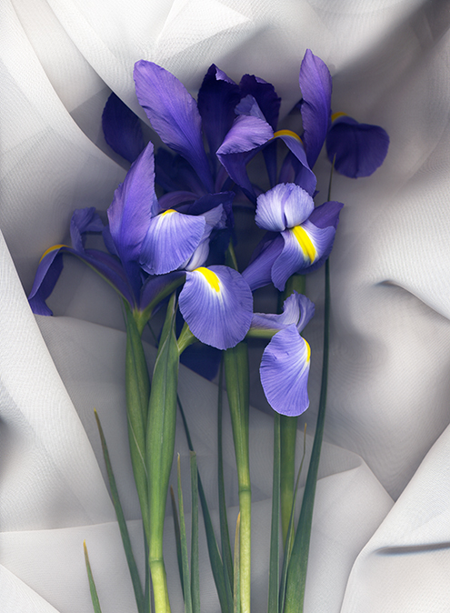 Irises on white gauze, 2020